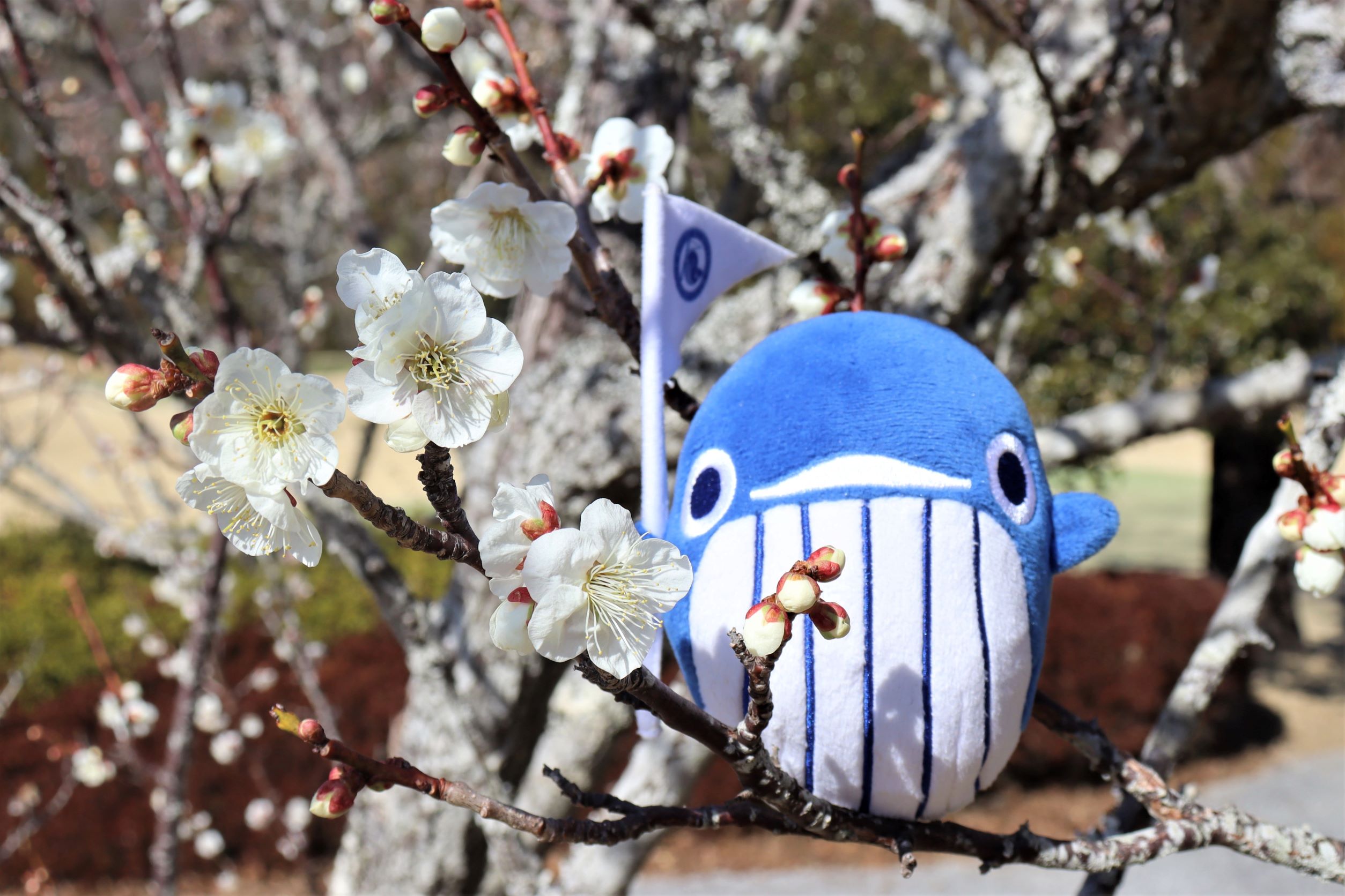 梅の花　噴水 梅の花🌸春一番に揺れてます😘 | ≪公式ページ≫Kochi黒潮
